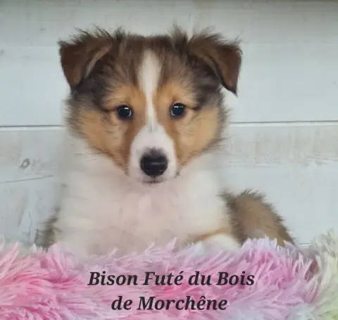 Shetland Sheepdog  Bison Futé Du Bois De Morchène photo 2