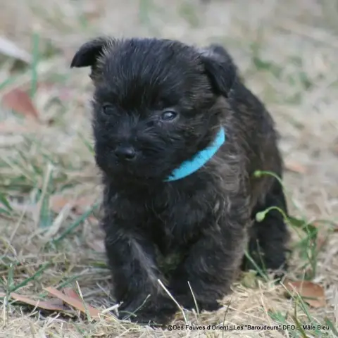 Adopter Cairn Terrier 
                        Mâle Bleu Des  7882d