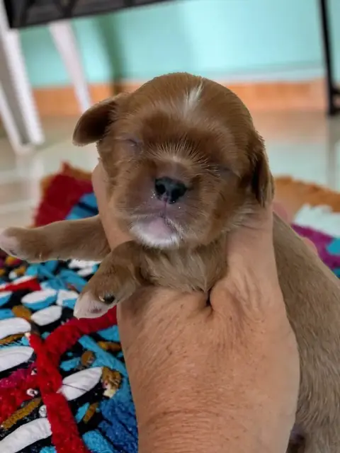 Cavalier King Charles Spaniel 
                       7a5cf