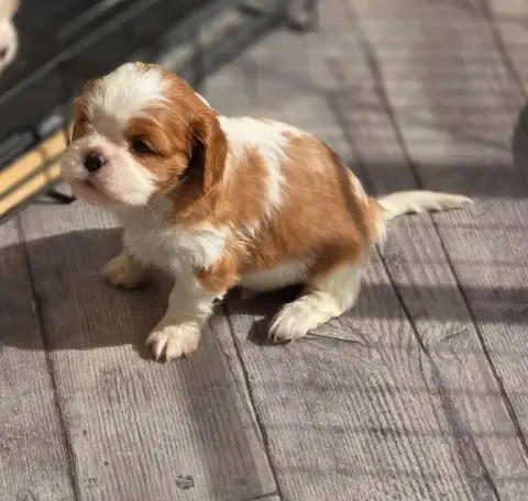 Cavalier King Charles Spaniel  Bijoux Du Royaume De P 232ee
