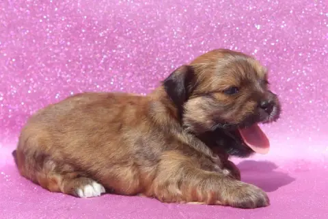 Lhassa Apso photo 2