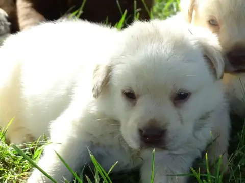 Labrador Retriever  Chiot 3 Des Douceurs De Plume