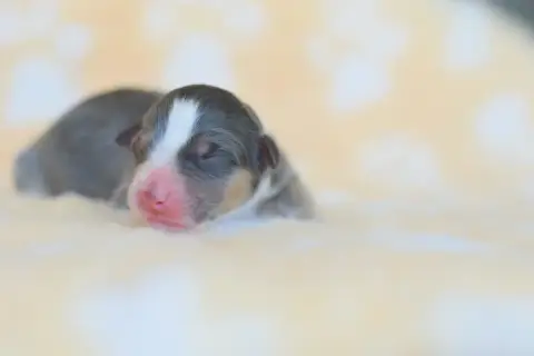 Berger Australien  Chiot 2 Roz Liammet