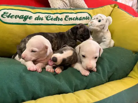 Whippet  Blubell Du Cèdre Enchanté photo 3
