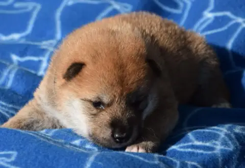 Shiba  Chiot N°2 Collier Noir
