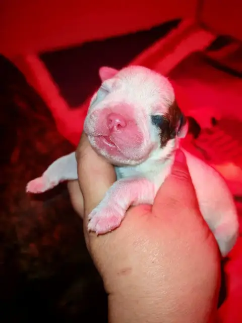 Staffordshire Bull Terrier  Mâle 3 Spirit Wolf Addict cc6ee