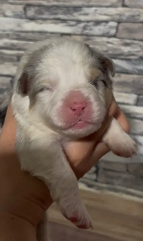 Berger Australien  Chiot 6 De L'Aussie Happy