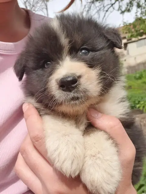 Berger Australien  Chiot N°2 photo 2