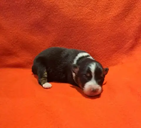 Berger Australien  Chiot 8 De La Pierre Du B'Ressieux 52370