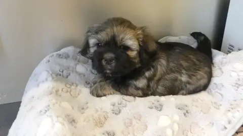 Lhassa Apso  Bijou Du Domaine Des Ecorces