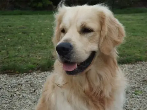 Golden Retriever  Sans Collier De La Patte De L'Émera 5a755 photo 2