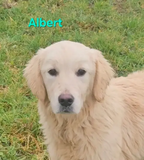 Golden Retriever  Albert Des Terres De Flore