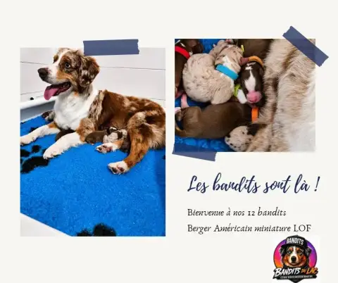 Berger Américain Miniature  Chiot 2 Violet Des Bandit be1b1