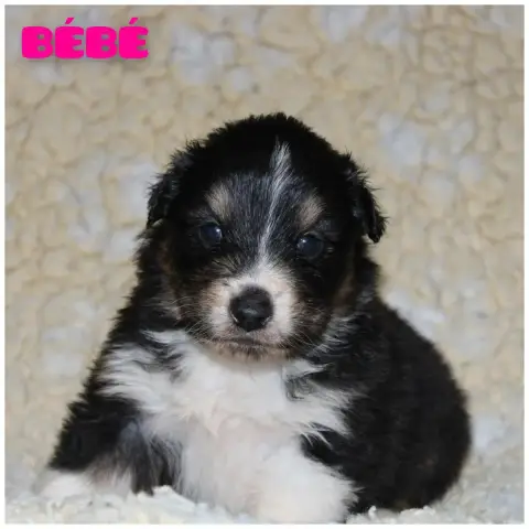 Berger Australien  Bébé White Snow Sheperds