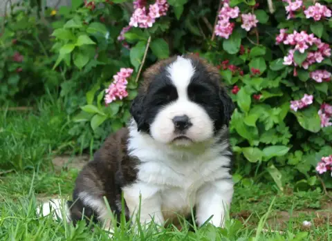Chien Du Saint-