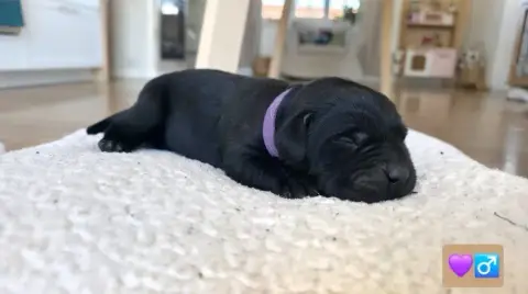 Labrador Retriever photo 3