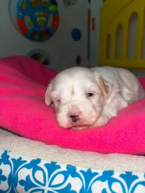 Coton De Tulear  Chiot N°2 De Jerrie Black