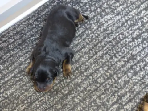 Berger De Beauce  Chiot 2 Du Royaume D'Elsa