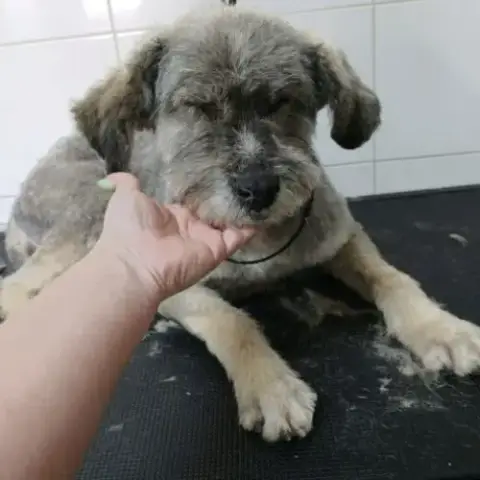 Carla 6 Ans, Un Amour De Petite Chienne