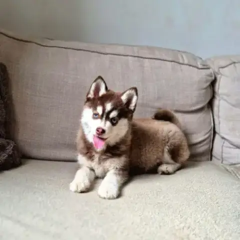 Chiots Pomsky Excellentes Origines