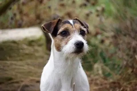 Parson Russell Terrier  Chiot N°1 Budawang photo 3