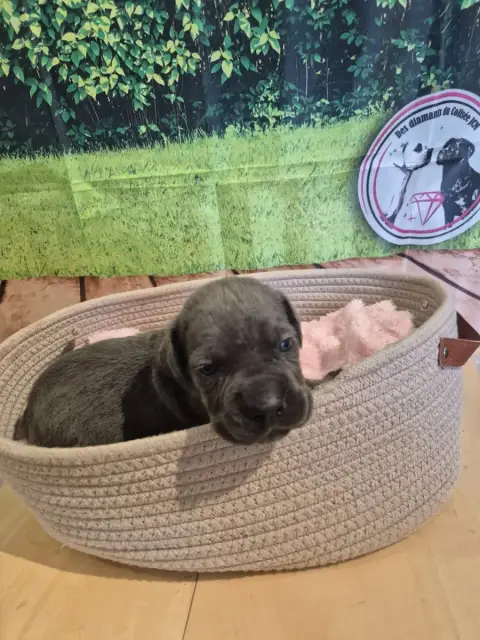 Cane Corso  Chiot N°8 Des Diamants Du Colisée Jcm photo 3