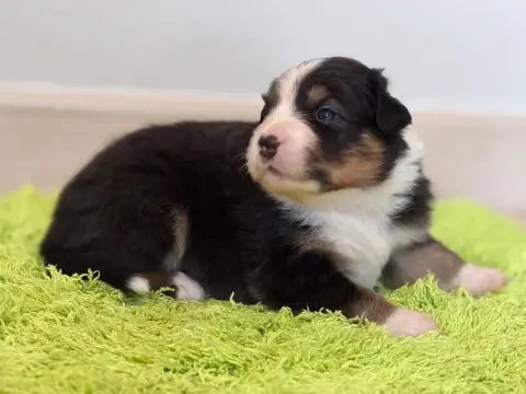 Berger Australien  Chiot 2 Au Royaume Des Jolies Perl c972b photo 2