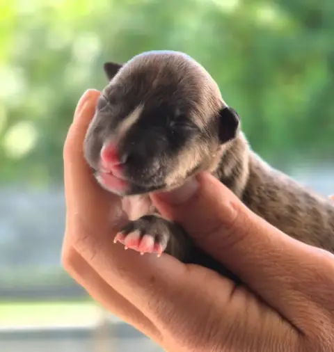 Bull Terrier Miniature  Chiot N°3 De L'Eternel De Gay be594 photo 3