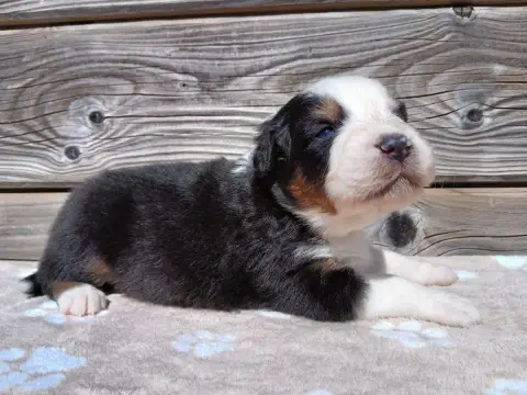 Berger Australien  Chiot Berger Australien Femelle No da308