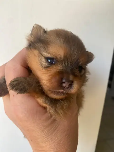 Spitz Allemand  Chiot 2 Du Royaume Des Poilus photo 2