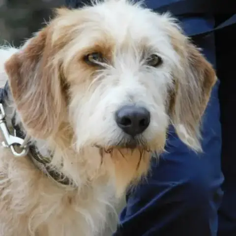 Charco, 6 Ans, Magnifique Croisé Griffon