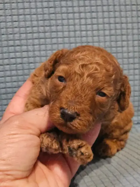 Caniche  Chiot N°3 De L'Angelarde photo 3