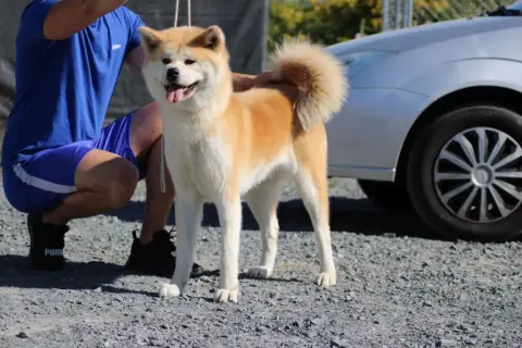Akita  Madame Verte Rampage Spirit photo 3
