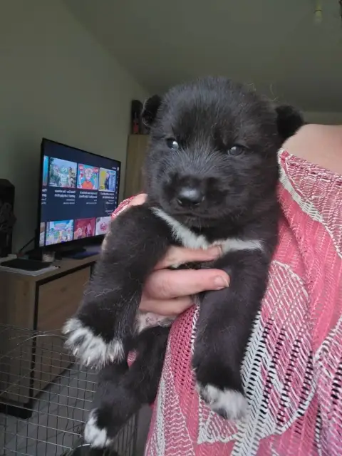 Siberian Husky 
                        Belzébuth Of  8ee0d