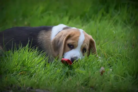 Beagle  Breizh De La Vallée Caid