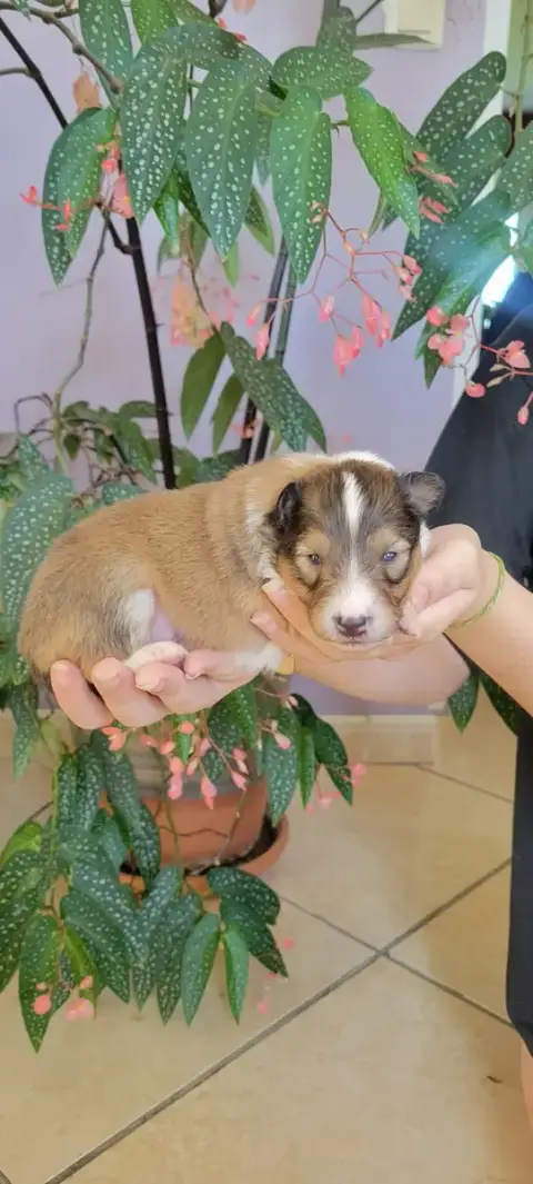 Shetland Sheepdog  B.... Des Molosses De Timoulys photo 3
