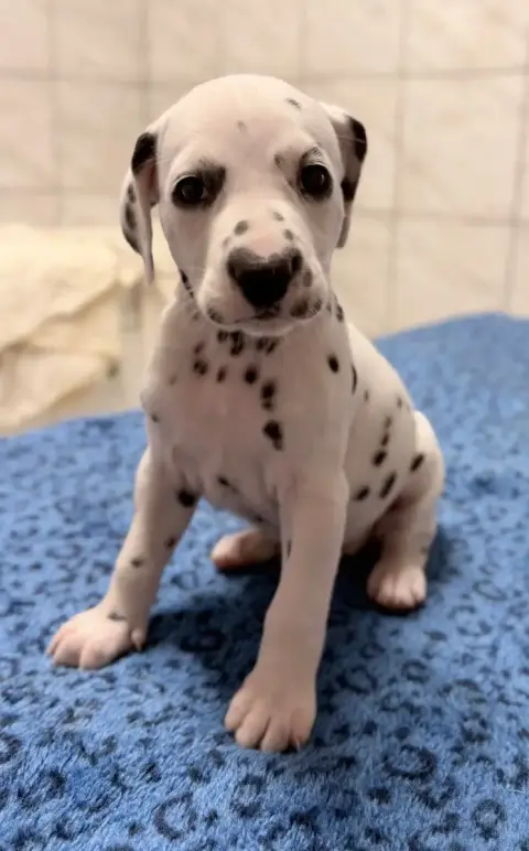 Dalmatien  Chiot N°8 Valma'S Signature photo 2