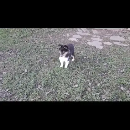 Chiots Berger Des Shetland