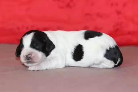 English Springer Spaniel  Male N°1 Des Diamants Verts 7cf0a