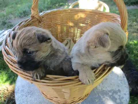 Cairn Terrier  Chiot 2 Des Cedres De Bourdane