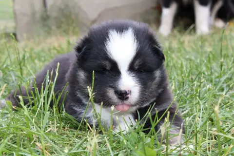 Chien Finnois De Laponie  Bjarni Kuma De La Vallée D' c3cad