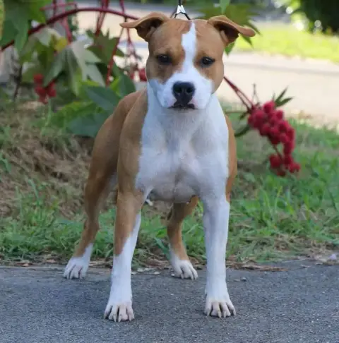 American Staffordshire Terrier  Brownie Soul And Stee f40a8 photo 3