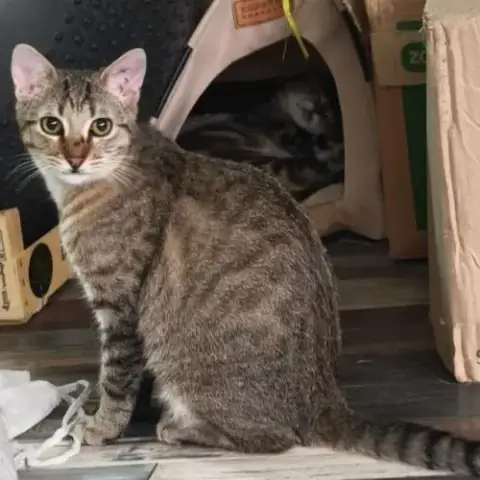 André