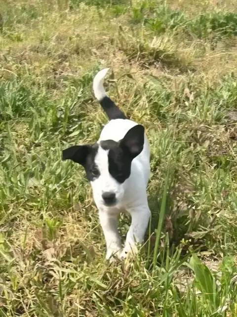 Jack Russell Terrier  Briska Du Clos Des Loutres