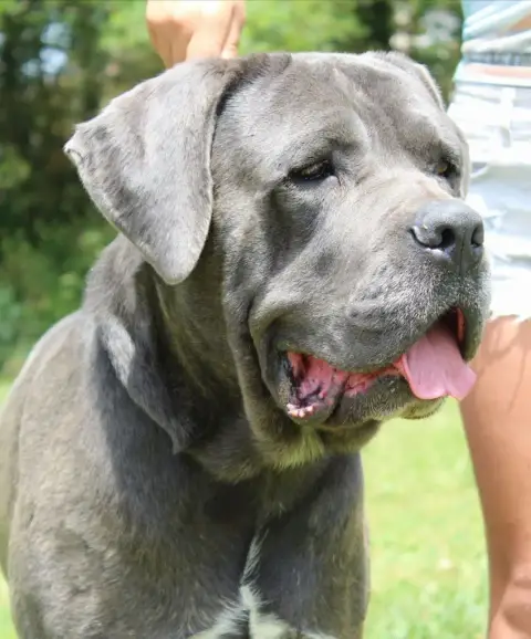 Cane Corso  Du Champ. Du Monde photo 2