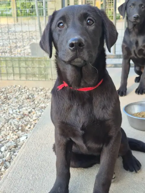 Labrador Retriever  Alia Of Glen Sheallag photo 2