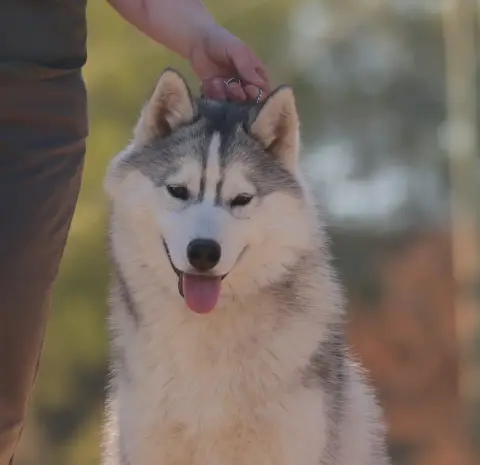 Siberian Husky  Avatar Sully De Daybreak Northern