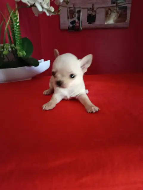 Chihuahua  Bill Du Royaume De Casabelle