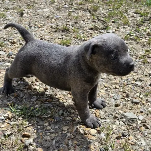 Staffordshire Bull Terrier  Chiot N°2 photo 2