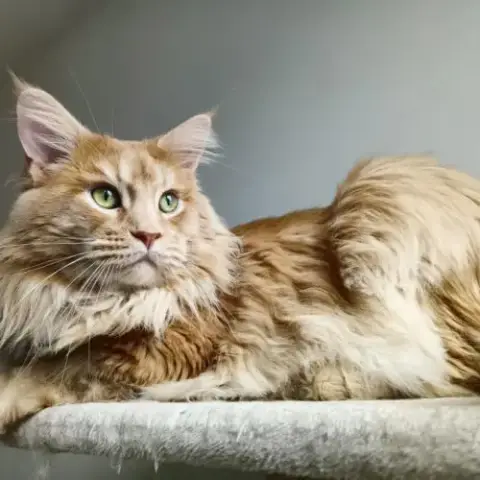 Propose Mâle Maine Coon Pour Saillie.